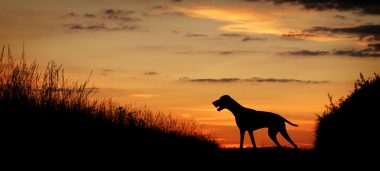 Piper at Sunset