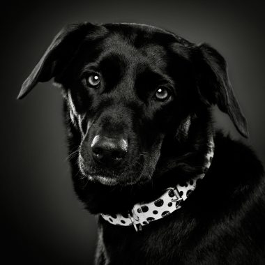 Wadham’s Dog